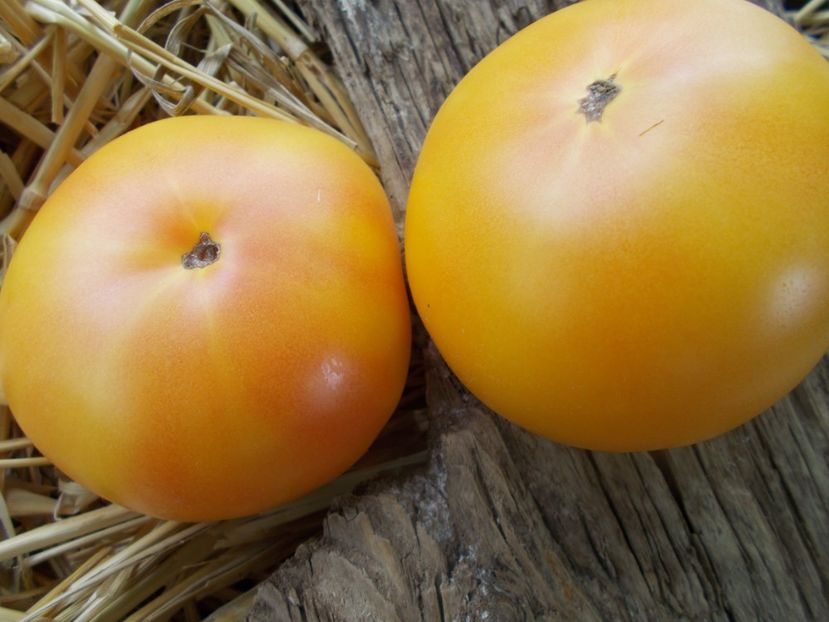  - SEMINTE ROSII - T 962 GOLDEN QUEEN USDA STRAIN