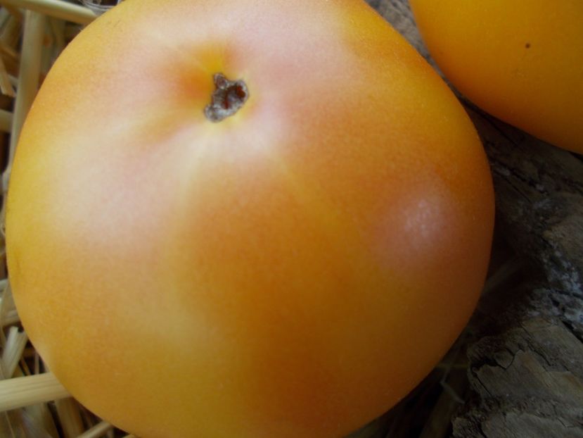  - SEMINTE ROSII - T 962 GOLDEN QUEEN USDA STRAIN