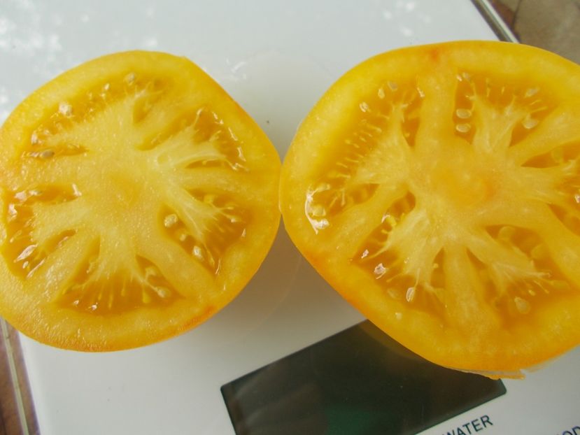  - SEMINTE ROSII - T 962 GOLDEN QUEEN USDA STRAIN