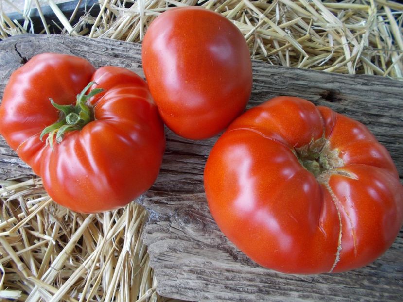  - SEMINTE ROSII - IMPROVED COLOSAL RED