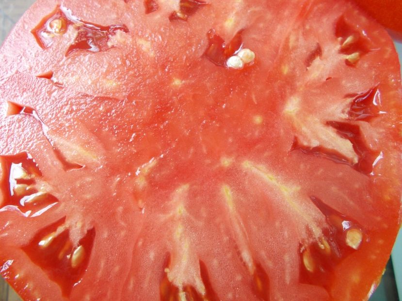  - SEMINTE ROSII - IMPROVED COLOSAL RED