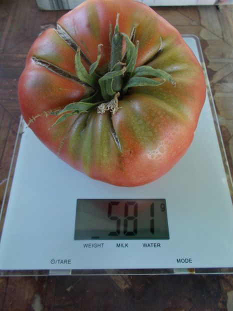  - SEMINTE ROSII - T 906 ZIMAREVSKI GIANT