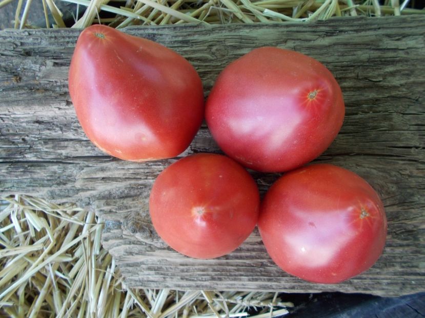  - SEMINTE ROSII - T 960 MIRACLE OF THE UKRAINIAN LAND