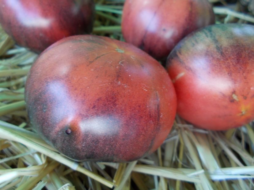  - SEMINTE ROSII - T 896 BLACK SLICES