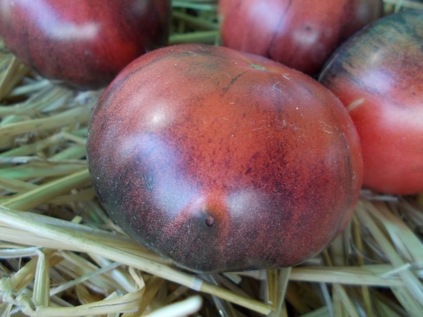  - SEMINTE ROSII - T 896 BLACK SLICES