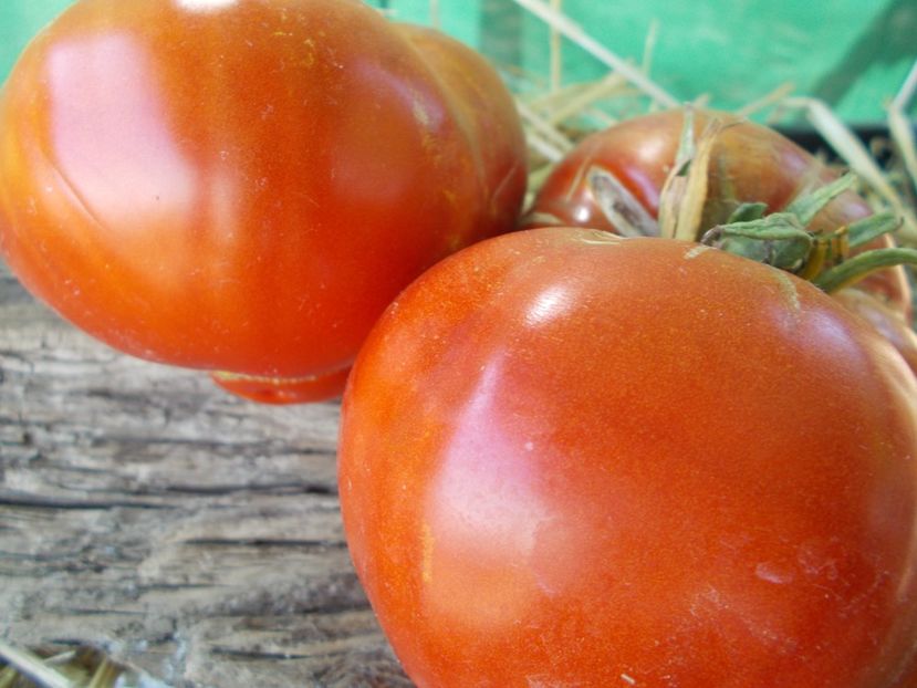  - SEMINTE ROSII - T 952 COTE DE SAINT-ANDRE