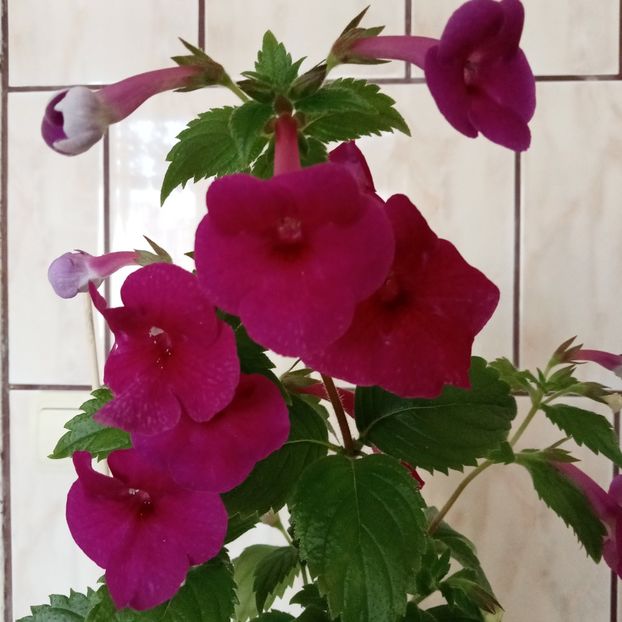  - RFs Mexican Velvet Burgundy