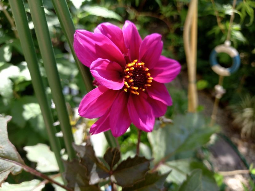 Dalia "Excentrique" - Grădina 2022 continuare 2