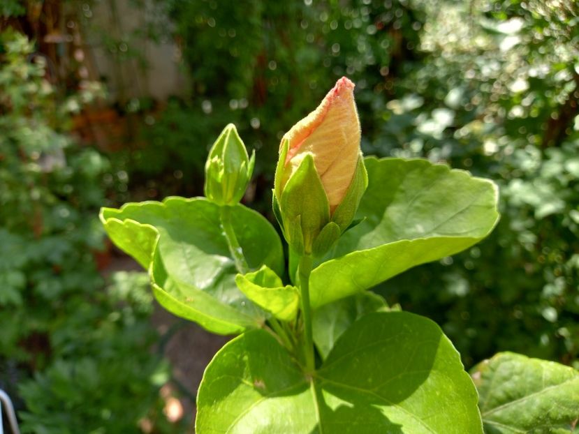  - Grădina 2022 continuare 2