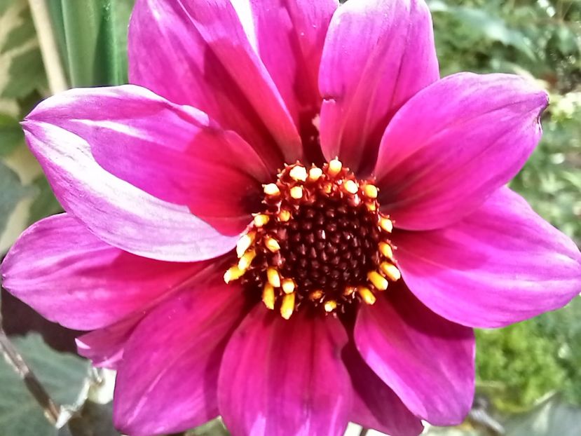  - Grădina 2022 continuare 2