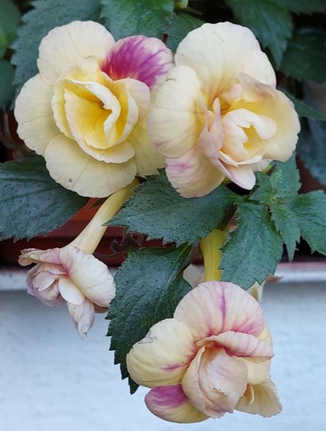  - RFs TROPICANA 2