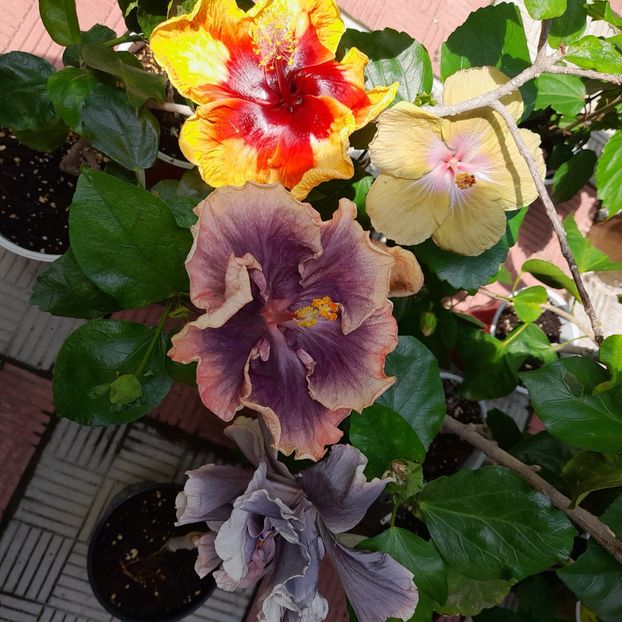 16.07.2022 - HIBISCUSI 2022-3