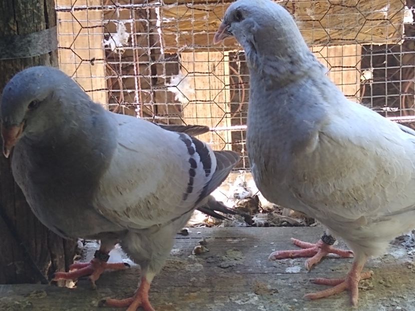 M albastru . F seină. Frați de cuib iunie 2022 - Porumbei standard