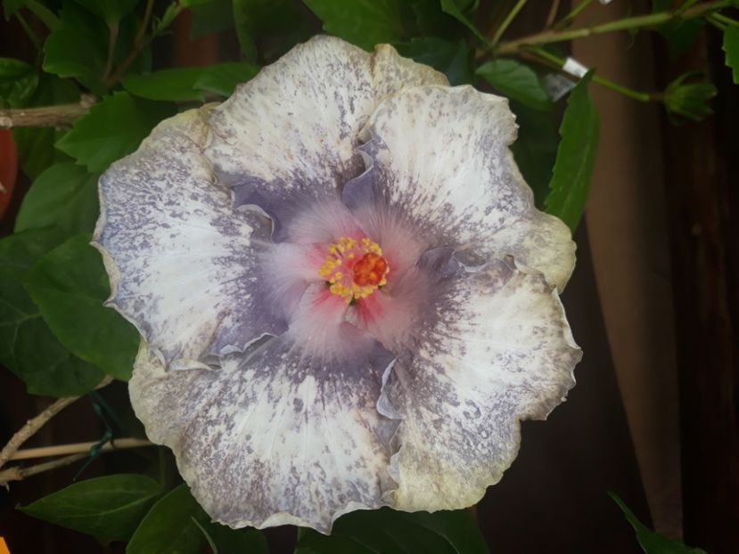  - Hibi White Diamonds