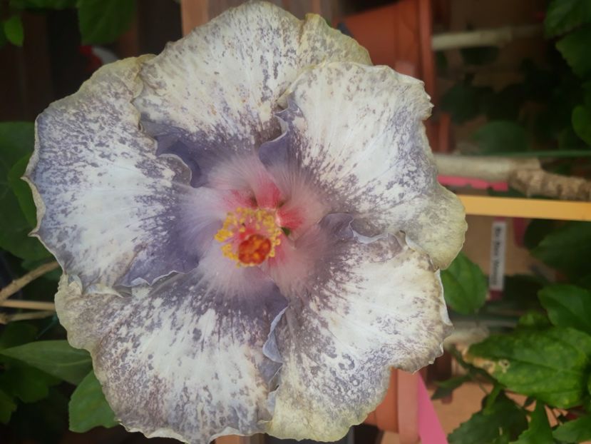  - Hibi White Diamonds