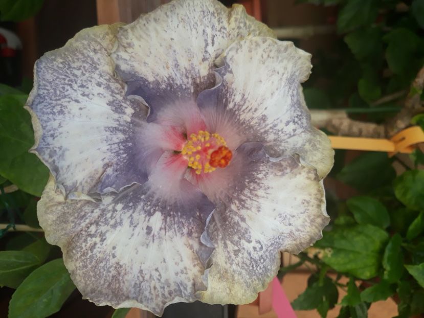  - Hibi White Diamonds