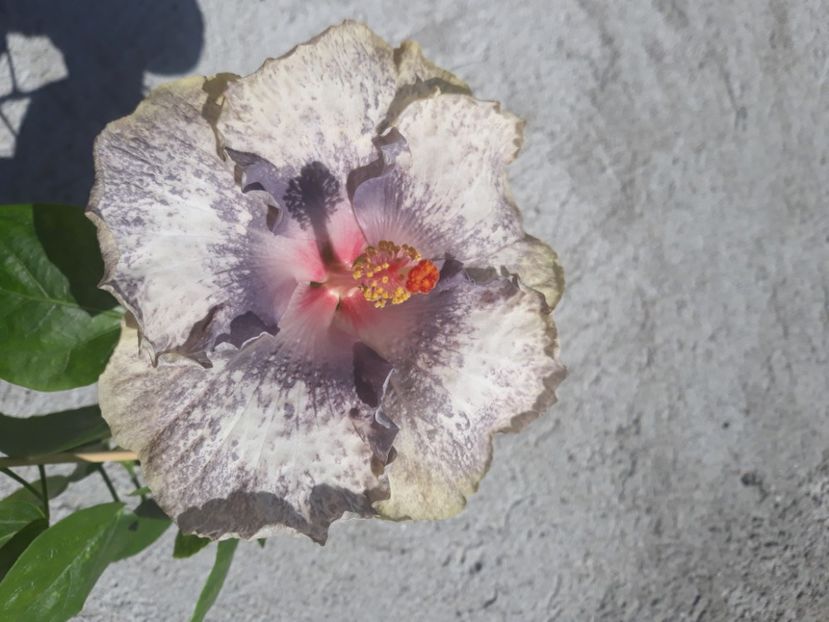  - Hibi White Diamonds