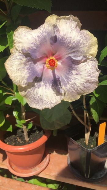 IMG-20220715-WA0000 - Hibi White Diamonds