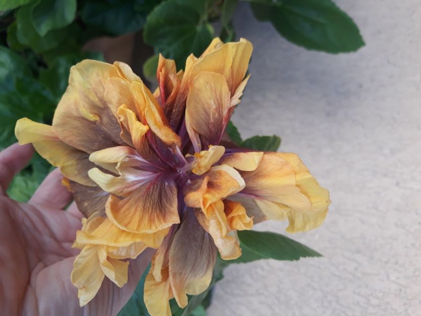  - Hibi Ionut Gheorghe din seminte