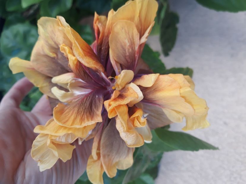  - Hibi Ionut Gheorghe din seminte