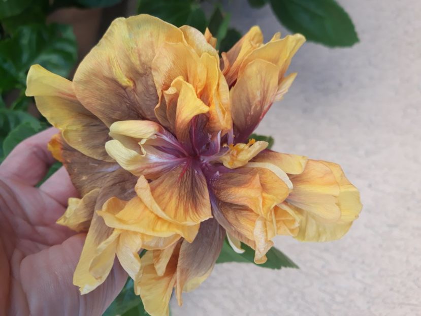  - Hibi Ionut Gheorghe din seminte