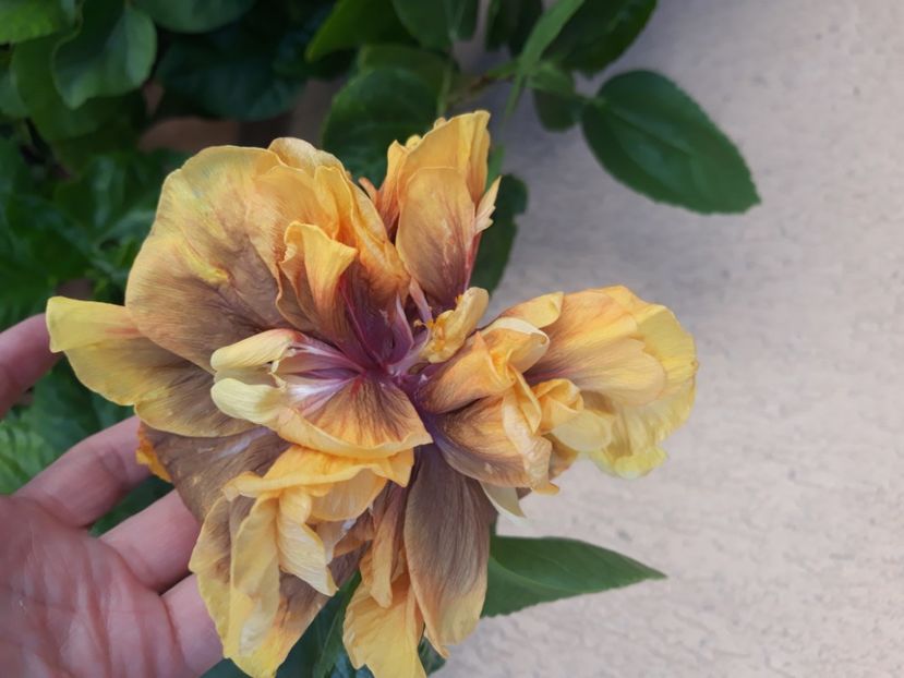  - Hibi Ionut Gheorghe din seminte