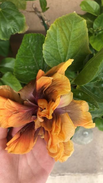 IMG-20220713-WA0009 - Hibi Ionut Gheorghe din seminte