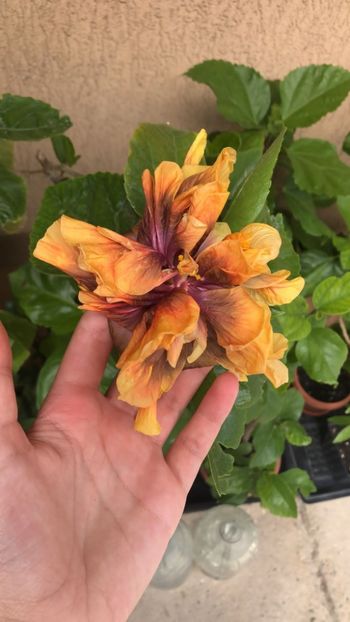 IMG-20220713-WA0006 - Hibi Ionut Gheorghe din seminte