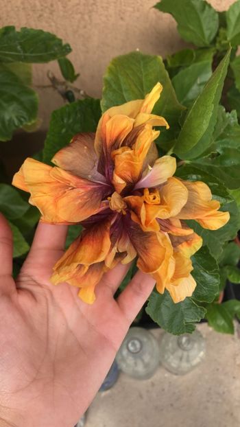 IMG-20220713-WA0005 - Hibi Ionut Gheorghe din seminte