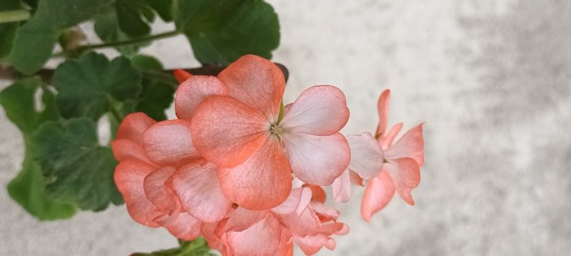 Orange ice diva - Muscate