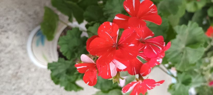 Happy new life - Muscate