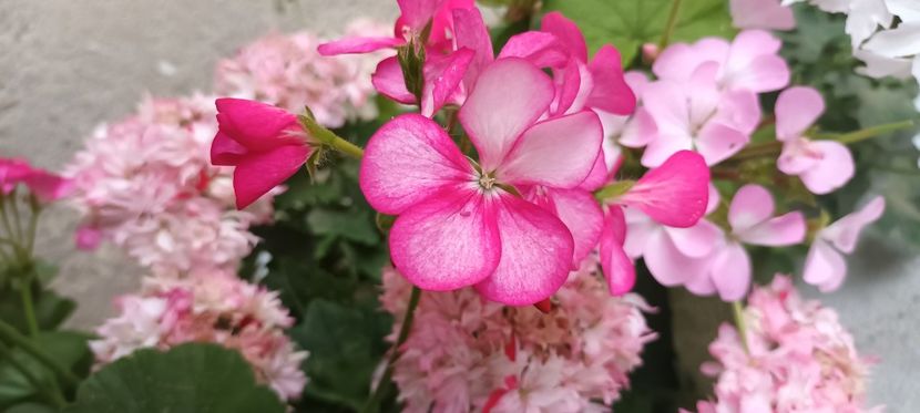 Violet picotee - Muscate