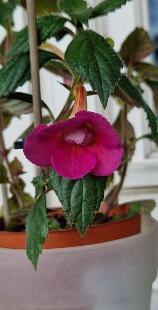 Nia - Achimenes 2022 2023