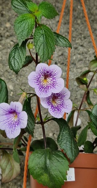  - Achimenes 2022 2023