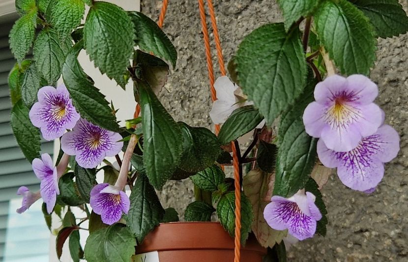  - Ambroise Verschaffelt Rodica