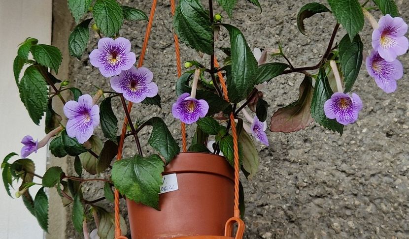  - Ambroise Verschaffelt Rodica