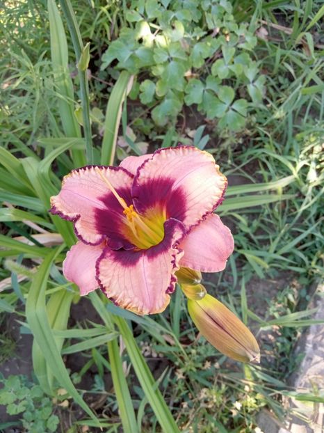  - 02 Hemerocalisi-hibiscusi-crini
