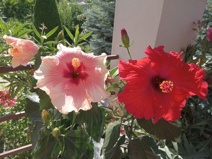  - 02 Hemerocalisi-hibiscusi-crini