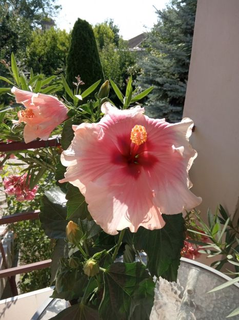  - 02 Hemerocalisi-hibiscusi-crini