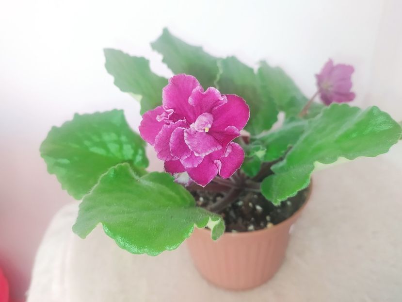 15 iulie 2022 - Sparkleberry