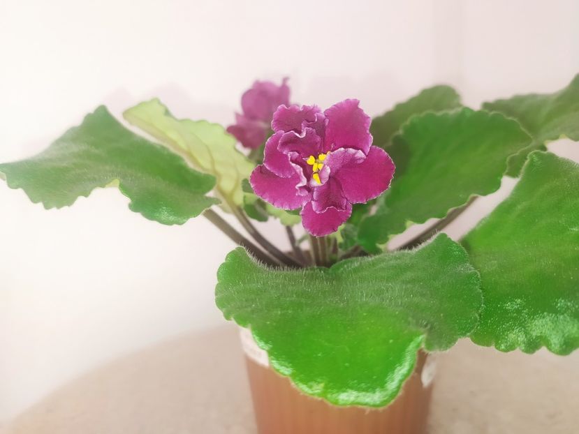 15 iulie 2022 - Sparkleberry