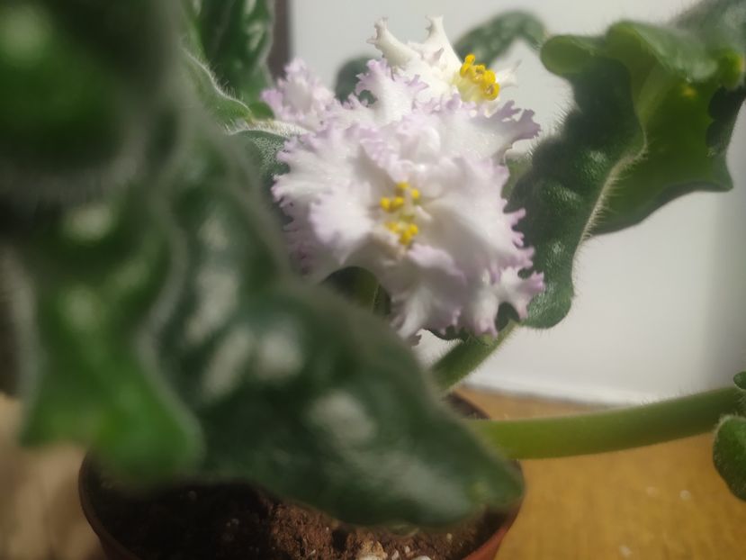 15 iulie 2022 - AV Monplezir