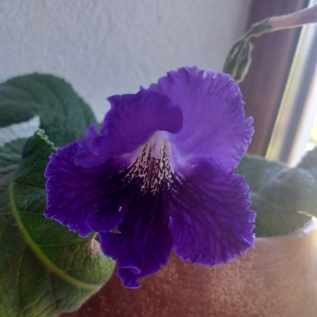  - Streptocarpusi 2022