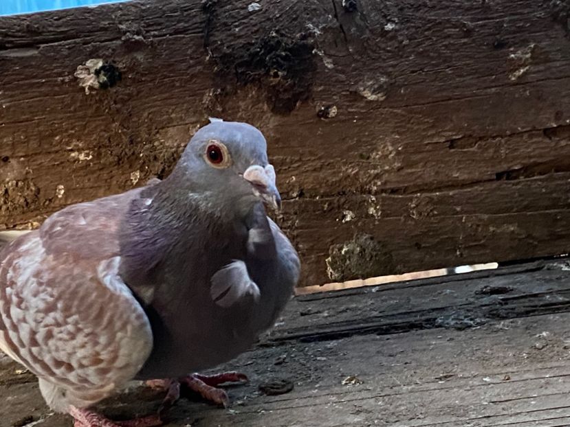 BA4ED2D5-0437-4813-B4D5-B0DACB4B6543 - 1-  PORUMBEI VOIAJORI