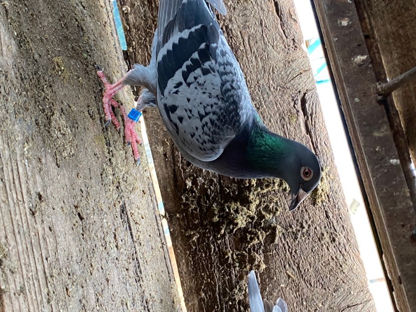 27709ED0-75AE-4351-B9E1-029FCC6D9559 - 1-  PORUMBEI VOIAJORI