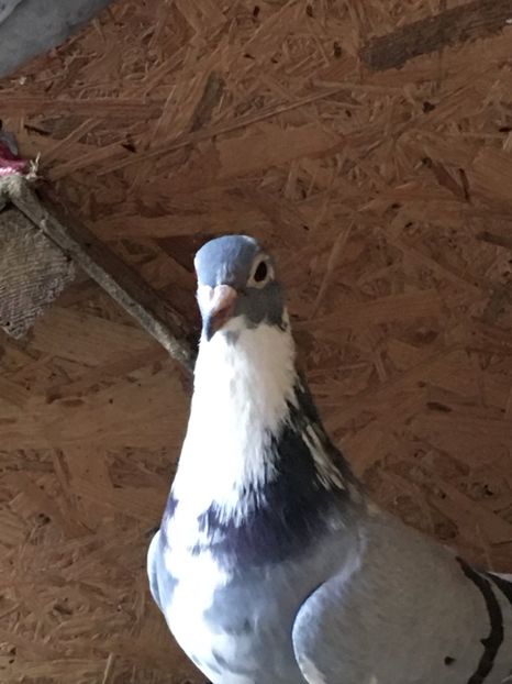 6396D05E-A364-4785-A4C8-F9C6C2DF860B - 1-  PORUMBEI VOIAJORI