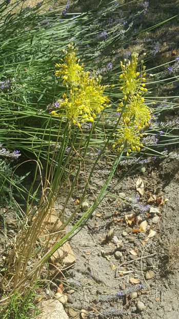 allium flavum - Gradina si terasa PrimaLuce_9-Hello 2022