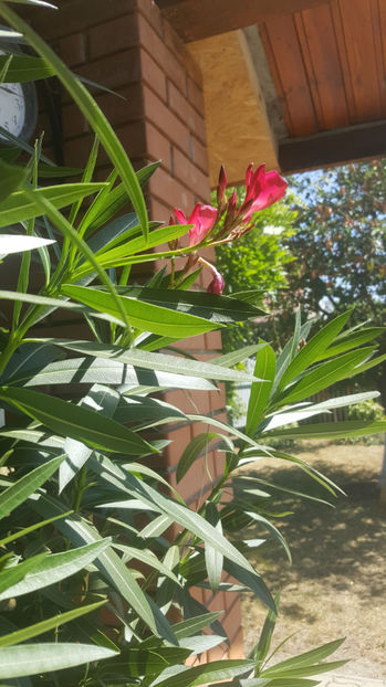 nerium oleander "red" - Gradina si terasa PrimaLuce_9-Hello 2022