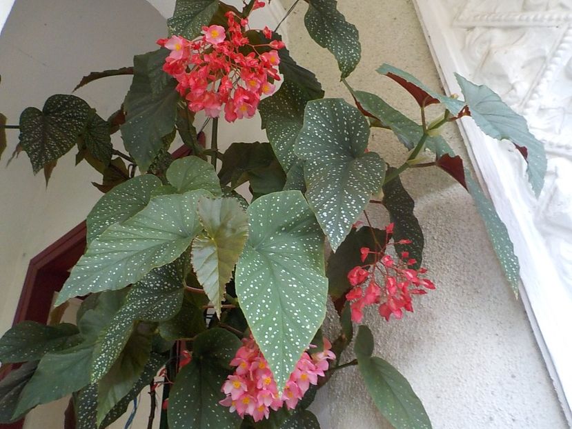  - begonia lucernae