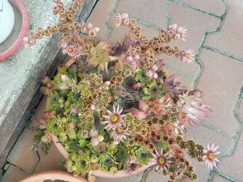  - Genul Sempervivum